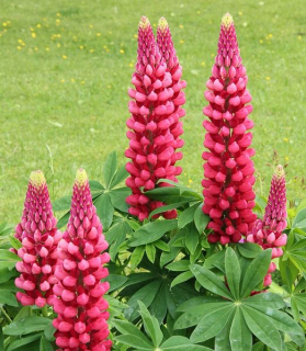 Lupinus polyphyllus 'Red Shades'